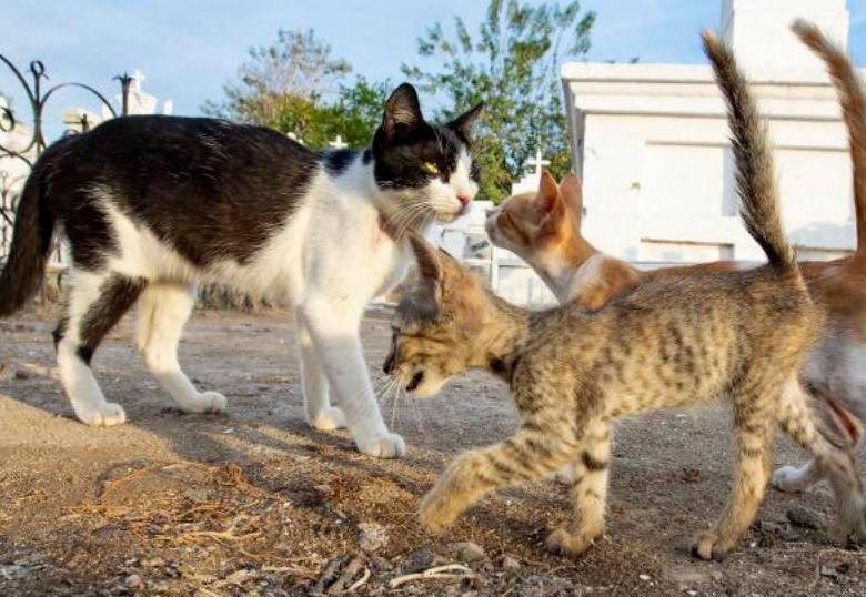 ¿Cómo funciona el instinto de supervivencia en los gatos?