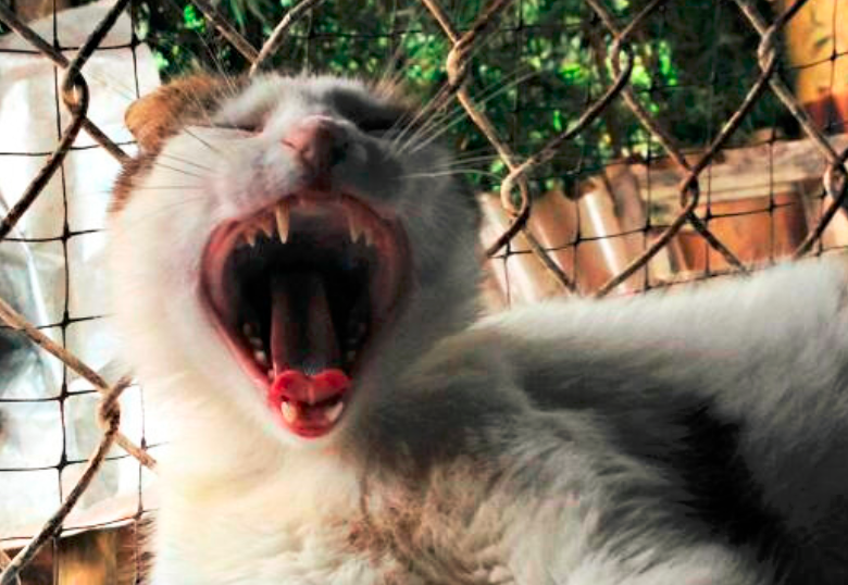 ¿Por qué los gatos corren como locos? Te contamos qué origina este curioso comportamiento