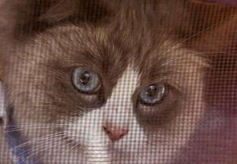 Cuatro medicamentos que reducen la ansiedad de las mascotas con el veterinario