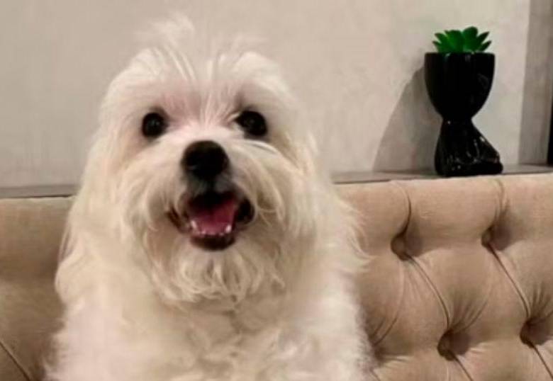 Perro ciego fue operado de cataratas: historia conmovedora y novedosa