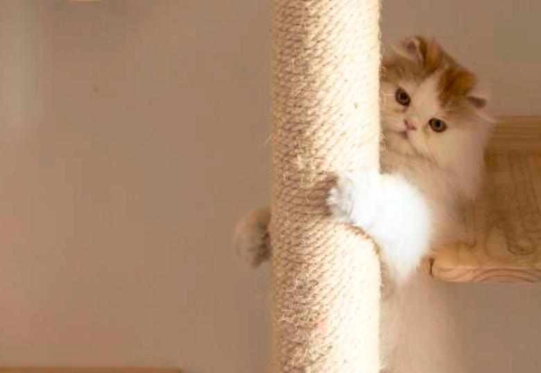 ¿Tu gato araña los muebles de la casa? Acá te damos consejos para que te evites ese dolor de cabeza