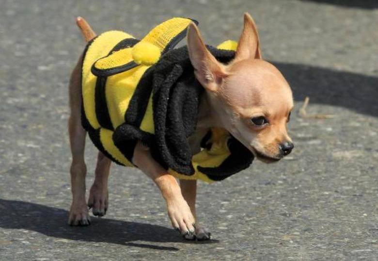 Seguros para mascotas, nuevo beneficio de las empresas para sus empleados