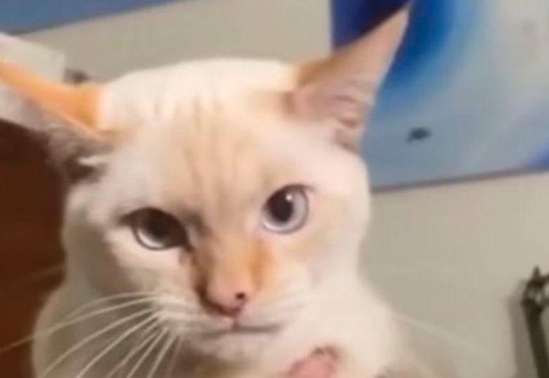 Videos de gatos chistosos imitando otras especies