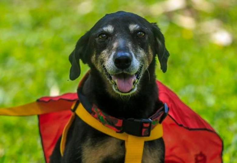 ¿Los perros leen la mente de las personas? Tal vez sí