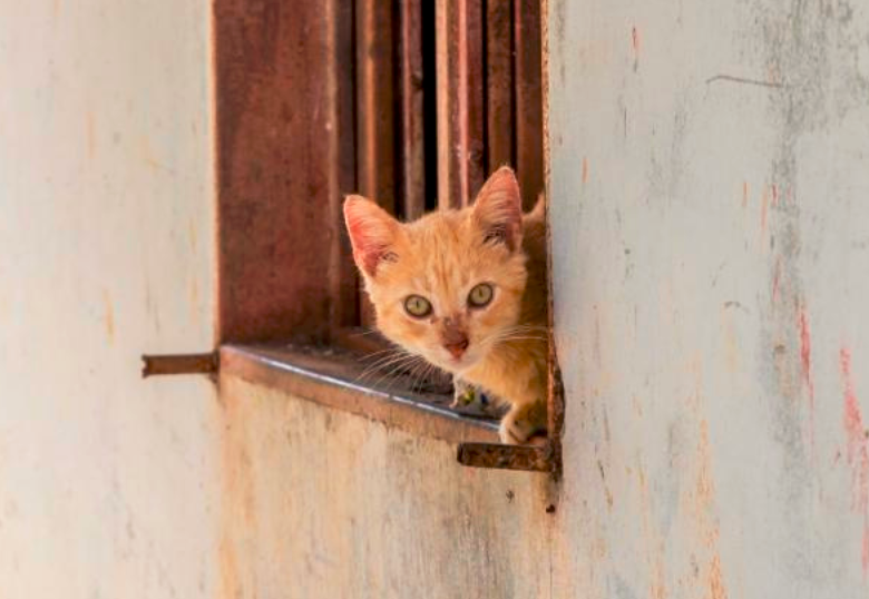 Mi gato me trae animales muertos; ¿por qué ocurre esto?