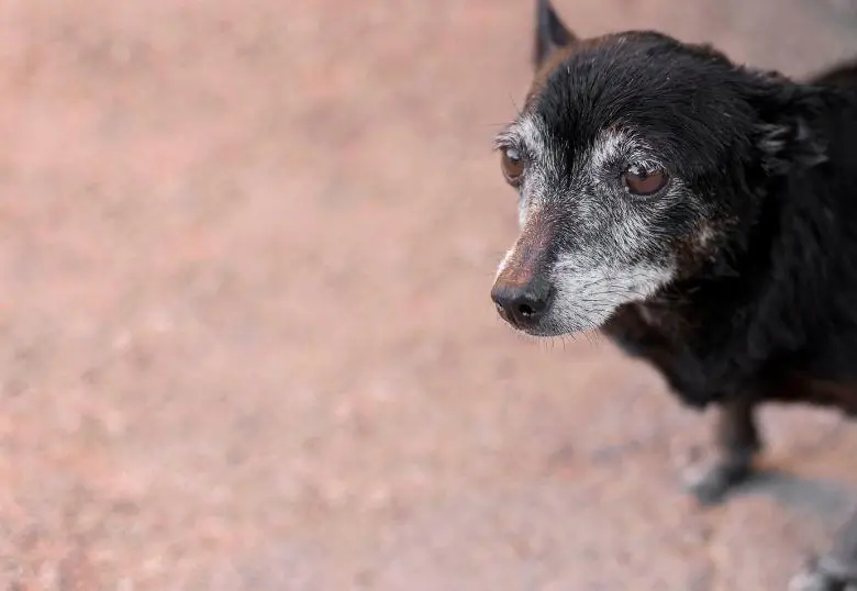 En video: Mascotas “viejitas” que enternecen las redes