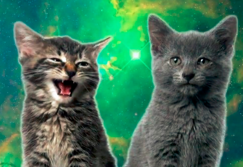 ¿Un gato dando apoyo emocional a Ed Sheeran? Mira este y otros videos divertidos de mascotas