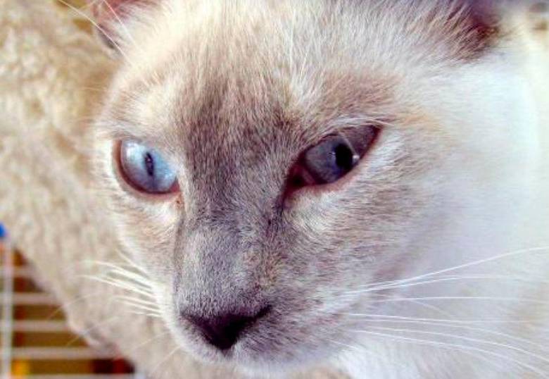 Tu gato te manipula con este ronroneo especial