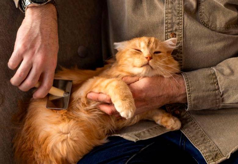 Cinco razones por las que tu gato se acuesta sobre ti