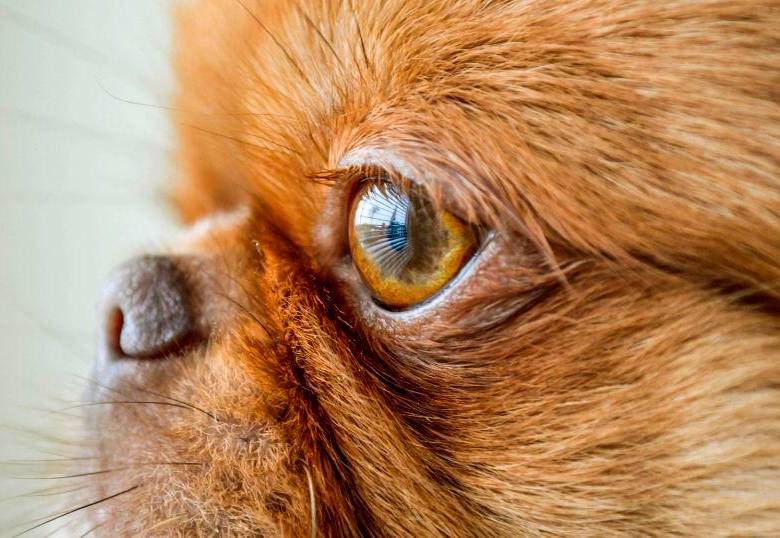 ¿Cómo cuidar a un perro ciego? Aquí una guía para una vida segura y tranquila 