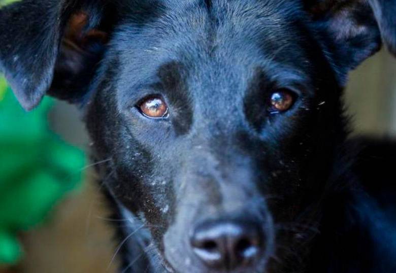 ¿Qué relación hay entre el viernes 13 y las mascotas?