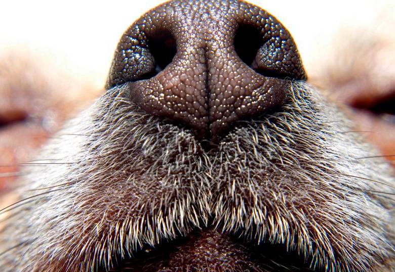 Juegos de olfato para perros: despierta su investigador interior