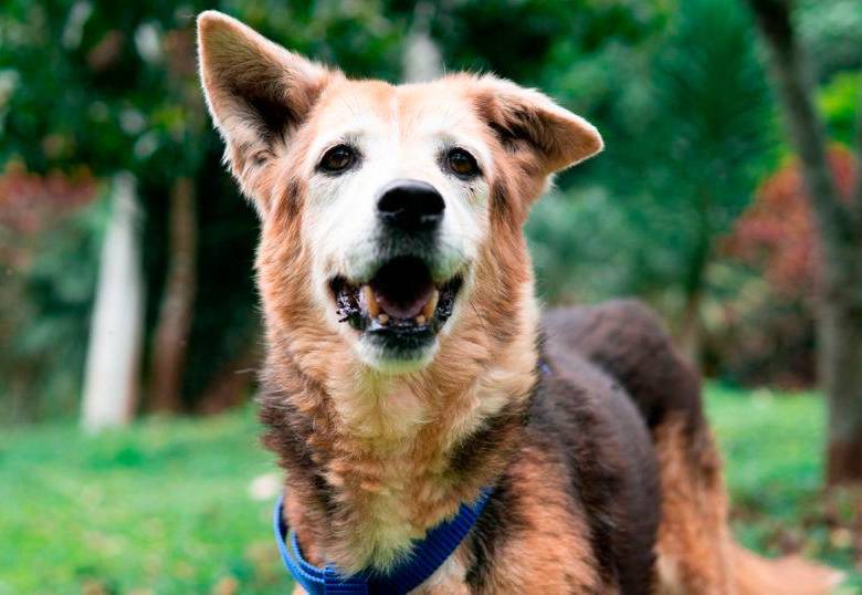 Casi 800 animales esperan por años por una familia en La Perla