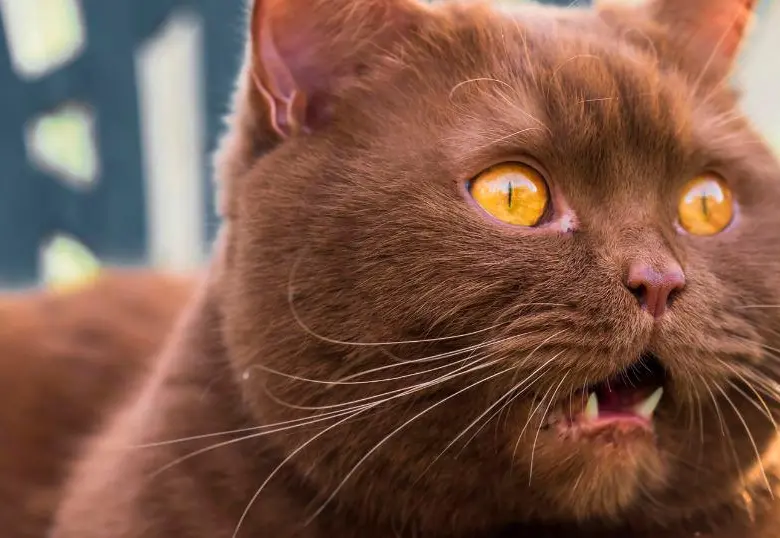 Los gatos tienen 276 expresiones faciales