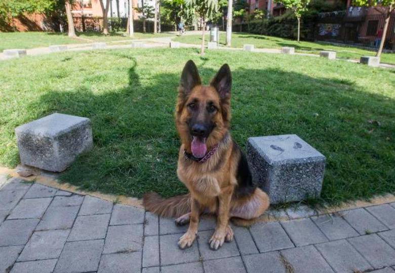 Las cinco razas de perros con mejor comportamiento