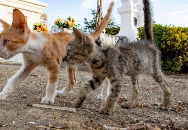 Los felinos rebeldes: estos son los gatos ferales
