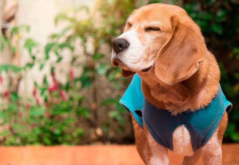 Esterilización en perros: por qué debe adaptarse a cada edad y raza 