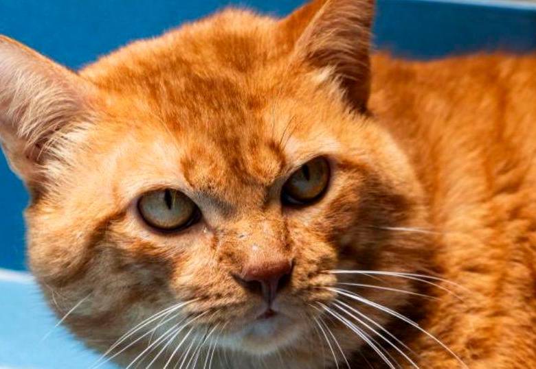 Cinco señales sutiles de demencia en gatos