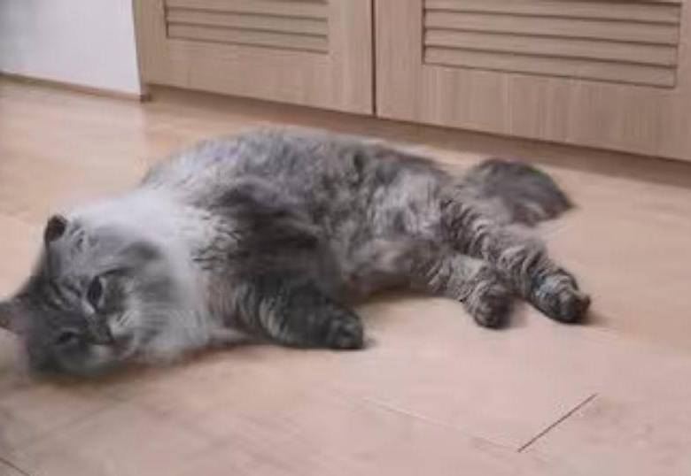 Murió Mir, el gato que Putin le regaló a Japón