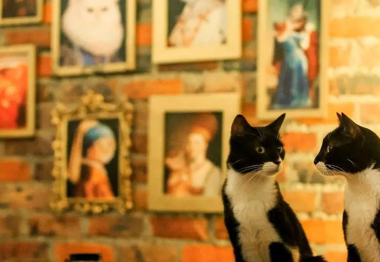 ¿Cuál es la personalidad de tu gato? Descubre los cinco tipos