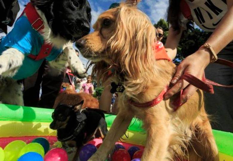 Los perros saben clasificar objetos según su función y utilidad