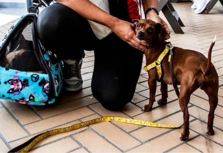 ¡No más collares para perros! Te presentamos una alternativa más cómoda para tu mejor amigo