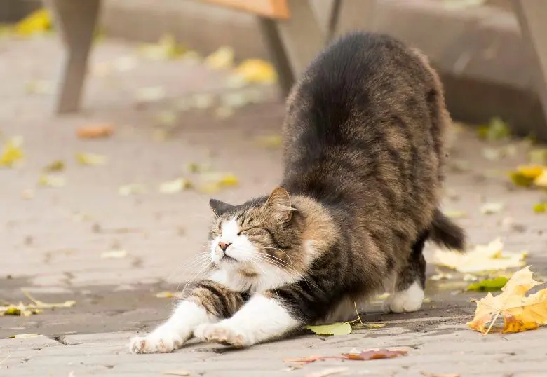 ¿Por qué los gatos se estiran? Descubre las razones 