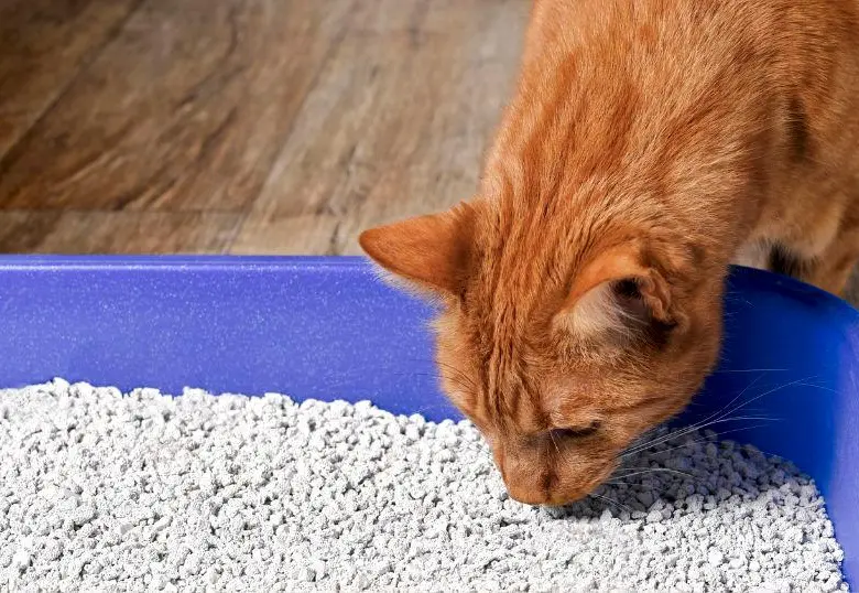 Pasos para mantener la caja de tu gato limpia 