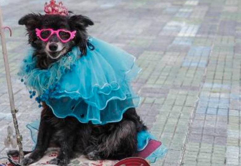 ¿Es buena idea vestir a tus mascotas? Te contamos y te damos recomendaciones