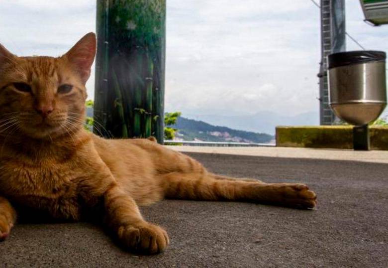 Así puedes “hablar” con tu gato