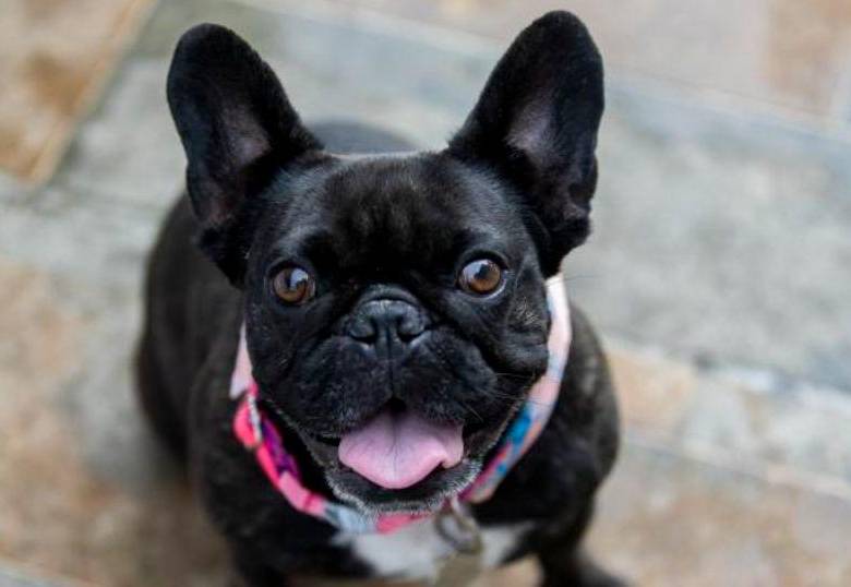 ¿Los perros ven a blanco y negro? Acá te revelamos este enigma