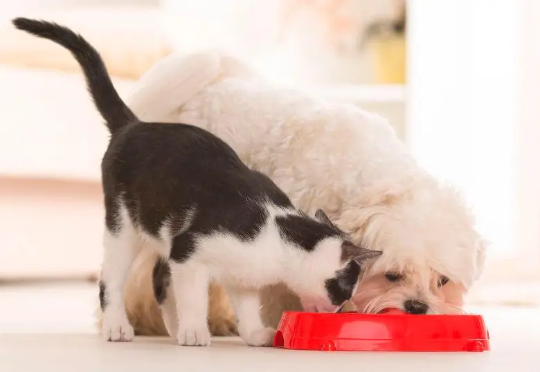 ¿Son necesarios los carbohidratos en la dieta de perros y gatos?