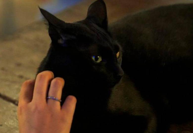 ¿Por qué los gatos se esconden? Te explicamos varias razones y soluciones