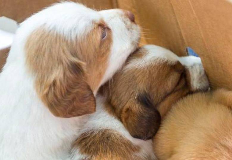 El puppy blues o la emoción que afecta a los humanos con una nueva mascota