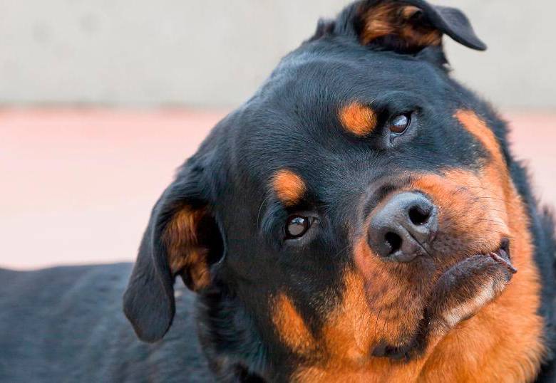 ¿Por qué los perros se quedan pegados?