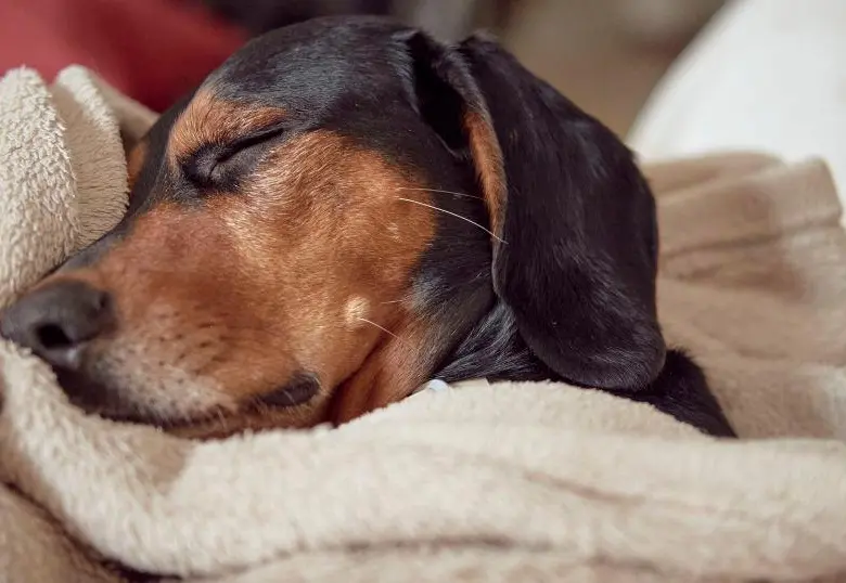 Síntomas de la narcolepsia y cataplexia en perros