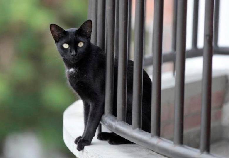Gato negro y martes 13: ¿mala suerte o mito urbano?