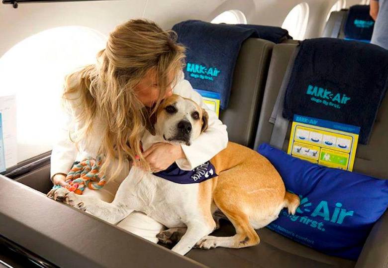 Bark Air, la auuusombrosa aerolínea de los perros tiene nuevo destino