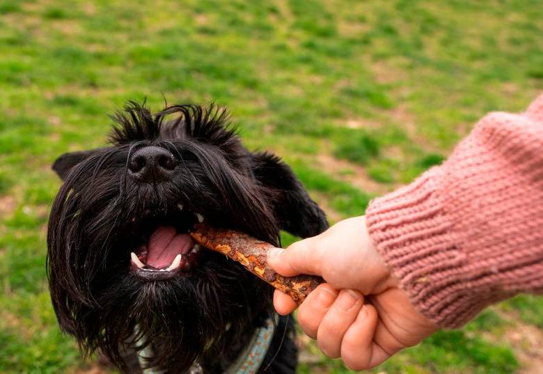 Back Chaining: entrenamiento eficaz para tu perro 