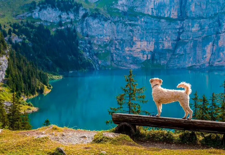 Colombianos, entre los que más viajan con su mascota