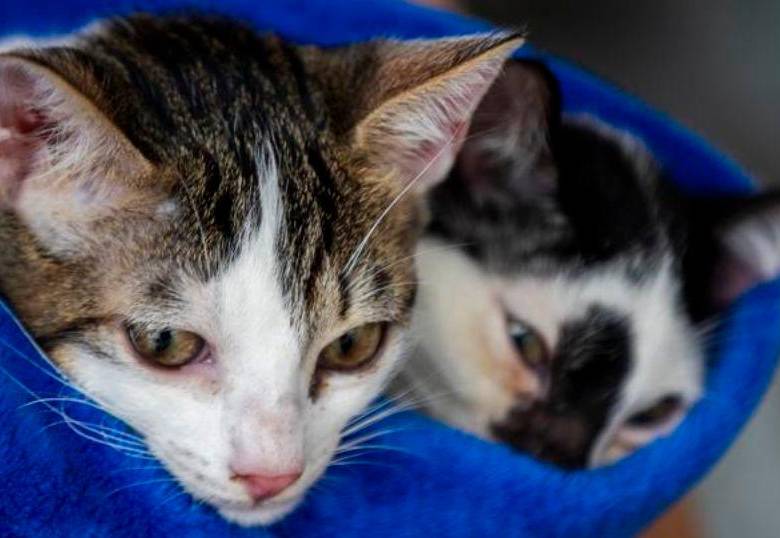 ¿A tu gato le gusta correr a medianoche? Te contamos por qué lo hace