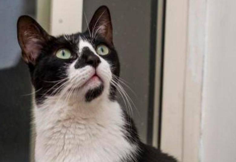 ¿Cada cuánto mudan pelo los gatos?