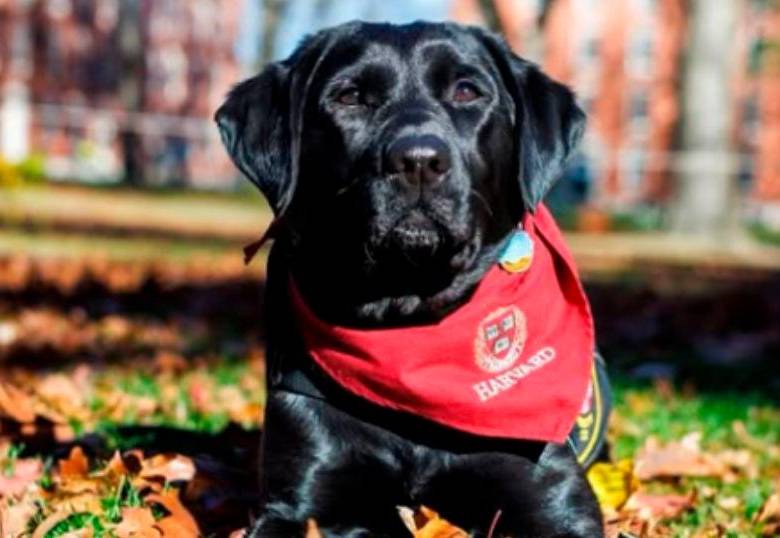 Universidad de Harvard tiene su propia mascota de apoyo emocional