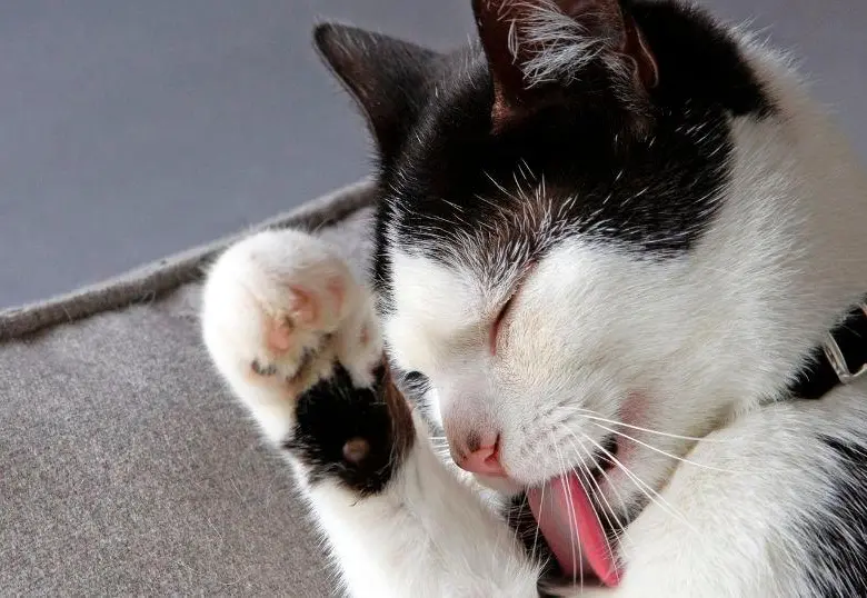 Si tu gato se acicala en exceso sigue estos consejos 