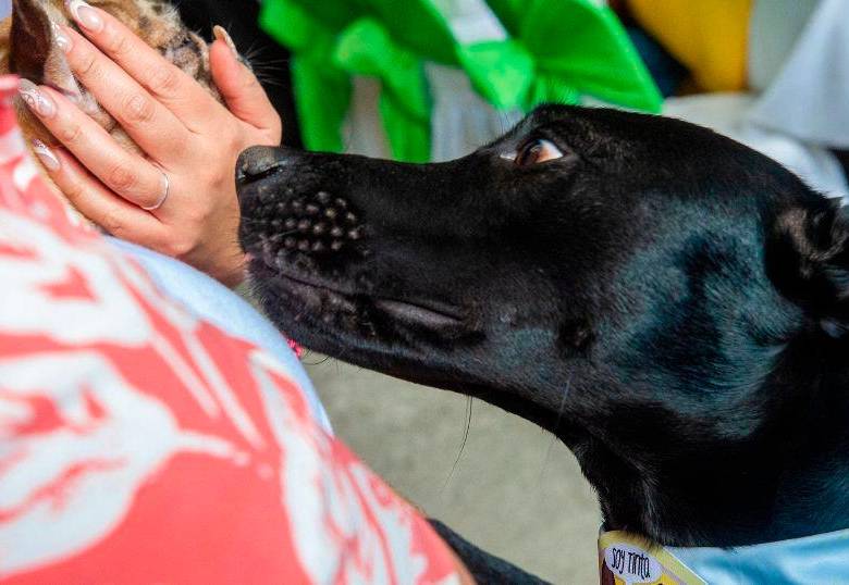 Cinco olores que más atraen a los perros 