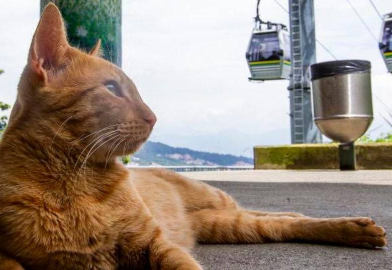 ¿Tu gato juega solo? ¡Es completamente normal!
