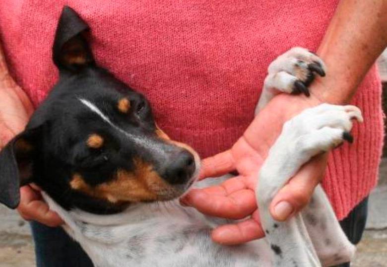 Banco para perros y gatos: Conoce el Banco Veterinario Colombia