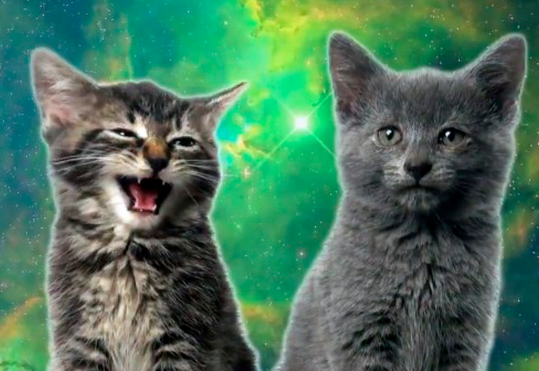Los mejores videoclips con perros y gatos como protagonistas