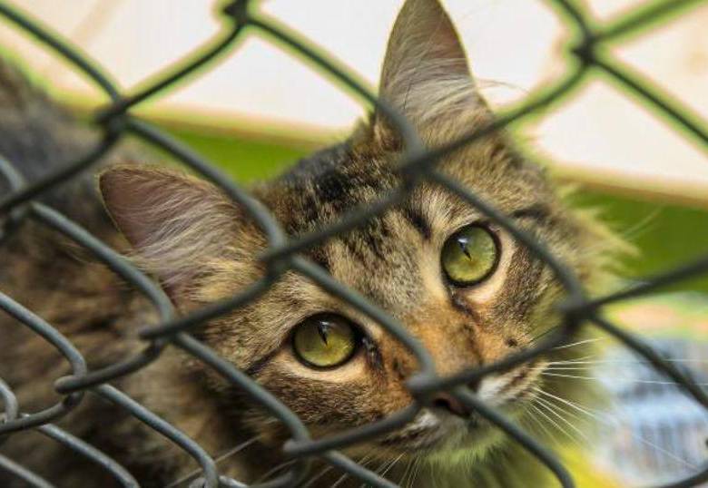 A los gatos les demencia, similar al Alzheimer de los humanos