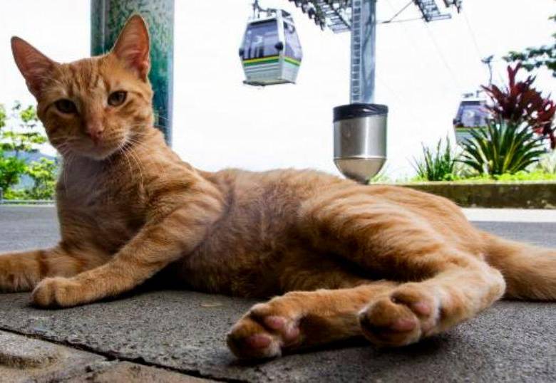 ¡Hablemos de las patas de los gatos! Un diseño único para un animal único